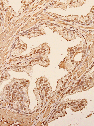 Issue cover image