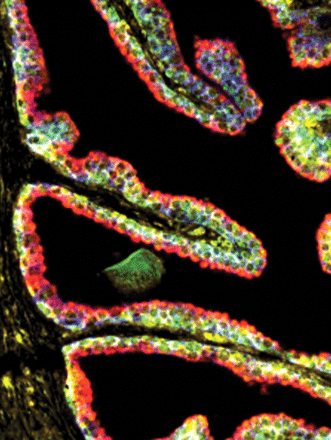 Issue cover image