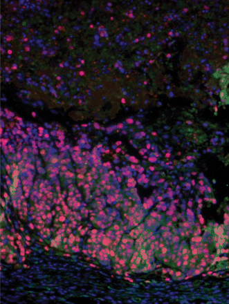 Issue cover image