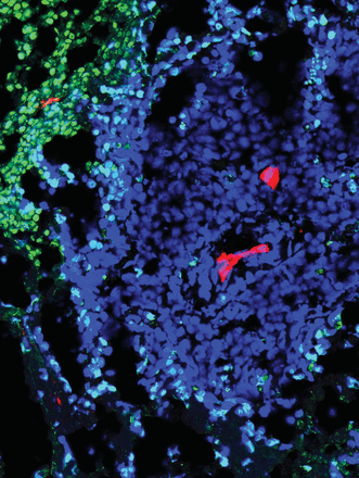 Issue cover image