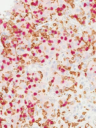 Issue cover image