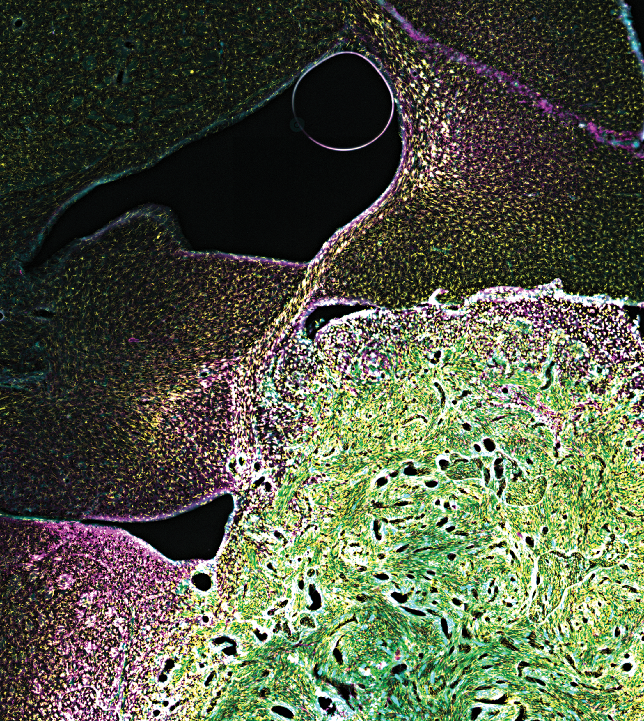 Issue cover image