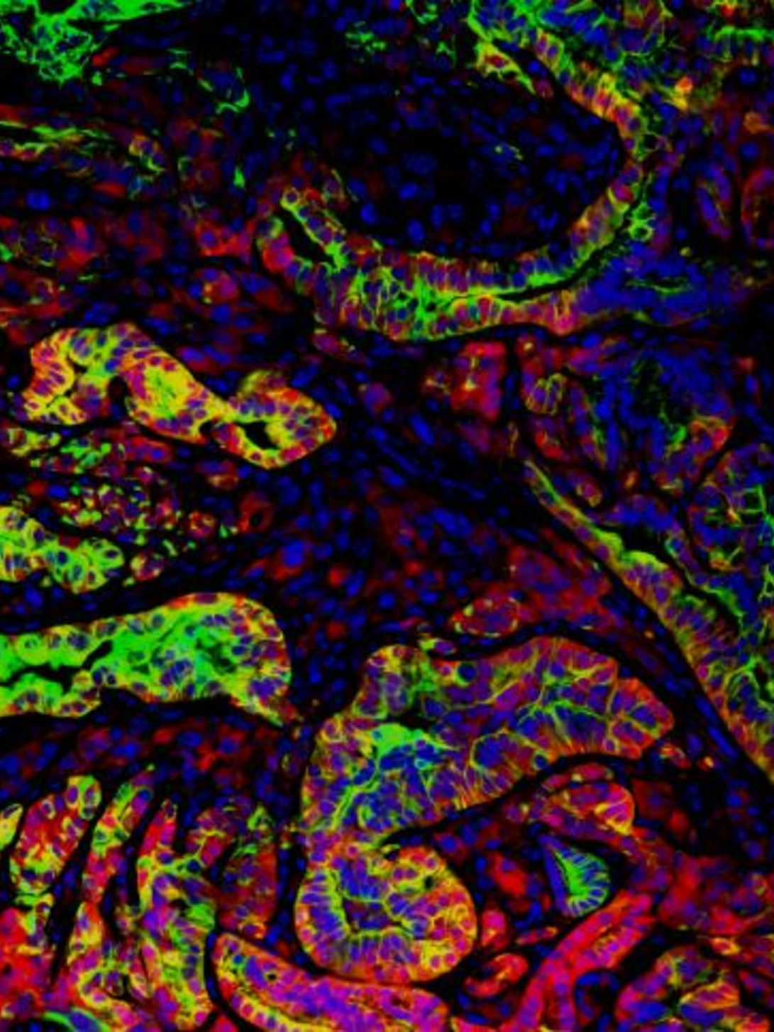 Issue cover image