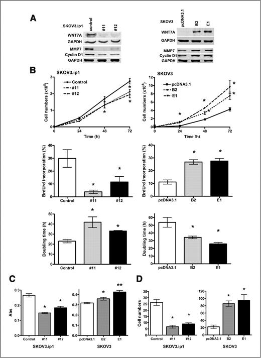Figure 2. WNT7A-regulated cell proliferation, cell adhesion, and invasion in ovarian cancer cells. A, protein levels of WNT7A, cyclin D1, and MMP7 in SKOV3.ip1 and SKOV3 cells. To stably knockdown WNT7A, SKOV3.ip1 cells were infected with either control shRNA or 5 different WNT7A shRNAs #11 and #12 or (#8, #9, #10, not shown) by lentiviral particles (MISSION shRNA system, Sigma-Aldrich) and selected by puromycin (500 ng/mL). Puromycin-resistant colonies were selected, expanded individually, and analyzed for WNT7A expression. To stably overexpress WNT7A, SKOV3 cells were transfected using Turbofect, with either empty pcDNA3.1 control vector or WNT7A cloned into pcDNA3.1 vector. Stably transfected clones were selected with G418 (600 μg/mL), expanded individually, and analyzed for WNT7A expression (clones B2 and E1 exhibited highest expression). B, cell proliferation was determined by counting total cell numbers at 24, 48, and 72 hours of culture. BrdUrd incorporation during DNA synthesis was measured at 48 hours of culture. Doubling time was calculated from the cell growth curve during the exponential growth phase (0–72 hours). Values indicate the mean ± SEM. *, P < 0.05 versus control or pcDNA3.1. C, cell adhesion assay was conducted in 96-well plates, and attached cells were quantified by Amido Black staining. Values indicate mean ± SEM absorbance readings. * or **, P < 0.05 or P < 0.001 versus control or pcDNA3.1. D, an invasion assay was done by modified Boyden Chamber coated with Matrigel. Cell counts are shown as mean ± SEM. *, P < 0.01 versus control or pcDNA3.1. GAPDH, glyceraldehyde-3-phosphate dehydrogenase; Abs, absorbance.