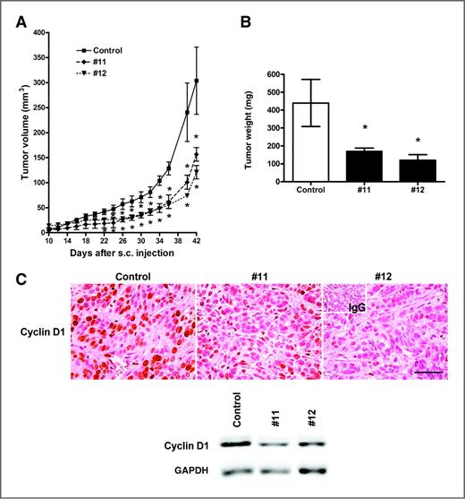 Figure 4. WNT7A knockdown inhibits tumor growth. A, in vivo xenograft tumor growth. Nude mice were injected subcutaneously (s.c.) with control or WNT7A knockdown cells (#11 or #12). * versus control, P < 0.05. B, final tumor weight 6 weeks after subcutaneous injection. * versus control, P < 0.05. C, cyclin D1 in subcutaneous tumors that developed from control and WNT7A knockdown cells was determined by immunohistochemistry and Western blot analyses. Scale bar represents 100 μm. GAPDH, glyceraldehyde-3-phosphate dehydrogenase.