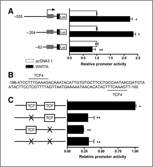 Figure 7. WNT7A stimulates MMP7 promoter that contains TCF-binding sites. A, promoter activity was determined by comparing the relative luciferase activity from constructs containing −535, −204, and −62 nucleotides of 5′ flanking sequence from the human MMP7 gene cloned into pGL3-basic transiently transfected with or without cotransfection with WNT7A or control vector in HEY cells. Luciferase activity was measured by a Dual-Luciferase Reporter Assay System 24 hours after transfection. Results are presented as the mean RLU/sec assayed in duplicate derived from 3 independent experiments. Data were set to background level of 1 from luciferase activity transfected with pcDNA3.1 vector. * or **; P < 0.05. B, the −196 to −100 nucleotide region contains 2 consensus TCF-binding sites. C, site-directed mutagenesis of the TCF-binding sites abrogates MMP7 promoter activity.
