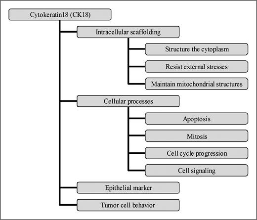 Figure 1. Biological functions of CK18. The functions of CK18 include structuring the cytoplasm, resisting external stresses, and maintaining mitochondrial structures (1, 2, 10). CK18 plays a role in many cellular processes (11–15). It has been recognized as an epithelial marker in diagnostic histopathology and has an important function in tumor cell behavior (15).