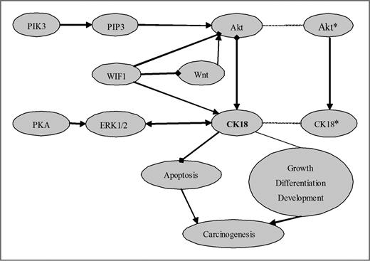 Figure 2. Hypothetical mechanism for the role of CK18 in carcinogenesis. CK18 acts as an identical target of Akt in the PI3K/Akt pathway (12, 14, 22–24) and of ERK1/2 in the ERK MAPK pathway (28, 29), and regulation of CK18 by Wnt is involved in Akt activation (26, 27). Questions regarding the PI3K/Akt and Wnt pathways, and whether CK18 functions as the regulator in these three pathways require further investigation. CK18* denotes CK18 hypoglycosylation, Akt* denotes hyperglycosylation and hypophosphorylation of Akt1, A solid line ending in an arrowhead (▸) denotes upregulation or activation; a solid line ending in a diamond (♦) denotes downregulation or inhibition; a plain solid line (―) denotes uncertain activation or inhibition.