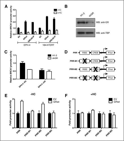 Figure 1. The unliganded GR is a positive regulator of BRCA1 expression. A, EPH-4 and 184-hTERT cells were transiently transfected with the L6 BRCA1 promoter reporter construct and expression vectors for wild-type rat GR (GRwt) and rat GR with a mutation of leucine to proline at amino acid position 501 (GRL501P), which abolishes its DNA-binding ability. Cells were treated 24 hours after transfection with either ethanol vehicle (−HC) or 1 μg/mL HC (+HC) and assayed for luciferase activity following a 48-hour incubation. B–C, EPH-4 cells were transiently transfected with the L6 BRCA1 promoter reporter construct and either an empty vector (H1-2) or an shRNA vector directed against endogenous GR (shGR). Cells were (B) lysed after 48 hours and subjected to Western blotting (WB) to determine GR expression or (C) treated and assayed as above. D, schematic of BRCA1 promoter fragments (PRR, wild-type RIBS and CREB sites; PRR-M1, mutant RIBS; PRR-M2, mutant CREB; and PRR-M3, RIBS and CREB double mutant). E–F, EPH-4 cells were transiently transfected with a BRCA1 promoter fragment and an expression vector for wild-type rat GR (GRwt) in the (E) absence or the (F) presence of hydrocortisone (HC). Cells were treated and assayed as above. EV, empty vector.