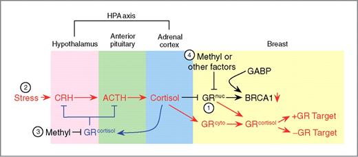 Figure 7. Model of GR regulation. 1, in the absence of stress (black), the unliganded nuclear GR (GRnuc) interacts with and positively regulates BRCA1 via GABP. 2, stress (red) increases production of corticotrophin-releasing hormone (CRH), which induces release of adrenocorticotropic hormone (ACTH), which results in cortisol secretion. The binding of cortisol to both nuclear and cytoplasmic GR (GRcyto) causes them (GRcortisol) to relocate to regular GR target genes. This results in reduced BRCA1 expression. The presence of cortisol negatively feeds back (blue) to both the hypothalamus and the pituitary, reducing the secretion of both CRH and ACTH. 3, as a result of prolonged stress exposure, methylation of the GR promoter in the brain decreases GR expression, resulting in loss of negative feedback at the hypothalamic-pituitary-adrenal (HPA) axis. Sustained production of cortisol results in loss of BRCA1-positive regulation by unliganded GR. 4, in breast tissue, systemic methylation of the GR promoter, or other factors, such as long-term glucocorticoid exposure and/or increased rate of protein turnover, leads to decreased GR expression, and subsequently to decreased BRCA1 activation.