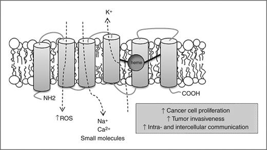 Figure 1. Schematic of STEAP1 protein structure, cellular localization, and physiologic functions. Similar in structure, presenting a 6-transmembrane structure, intracellular COOH- and N-terminal, and intramembrane heme group, STEAP1 lacks the innate metalloreductase activity conferred by the presence of the FNO-like domain. STEAP1 actively increases intra- and intercellular communication through the modulation of Na+, Ca2+, and K+ concentration, as well as the concentration of small molecules. It stimulates cancer cell proliferation and tumor invasiveness.