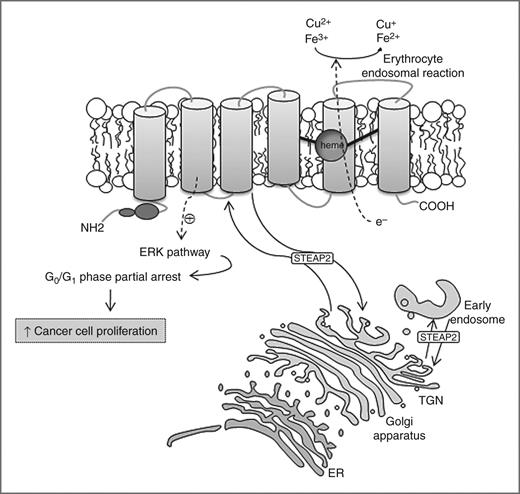 Figure 2. Schematic of STEAP2 protein structure, cellular localization, and physiologic functions. Because of its metalloreductase activity, STEAP2 contributes to proper erythrocyte Fe3+ and Cu2+ uptake and their reduction to Fe2+ and Cu+, facilitating the progression of the Tf cycle. By activating the ERK pathway, STEAP2 induces partial arrest on the G0–G1–cell-cycle phase in cancer cells, thereby increasing cell proliferation and tumor development. STEAP2 can be found in association with early endosomes and the TGN, suggesting that it acts as a receptor for both exogenous and endogenous ligands or as a regulator of protein delivery and sorting mechanisms.