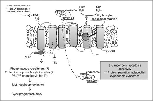 Figure 3. Schematic of STEAP3 protein structure, cellular localization, and physiologic functions. Taking part in the erythrocyte Tf cycle with the reduction and uptake of iron and copper, STEAP3 expression in the endosomal membrane grants an efficient hemoglobin synthesis. Upon p53 activation, upregulation of STEAP3 and its interaction with Nix and Myt1 intensifies cell death events. STEAP3 activates Myt1 through dephosphorylation, by recruiting phosphatases, protecting Myt1 phosphorylation sites, or inducing p34cdc2 phosphorylation, thereby preventing cells to proceed adequately into G2–M phase and leading to apoptosis. STEAP3 colocalizes with TCTP leading to MHC-I and its own overexpression. It takes part in vesicular trafficking and secretion in a way independent of the Golgi complex.