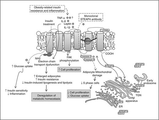 Figure 4. Schematic of STEAP4 protein structure, cellular localization, and physiologic functions. STEAP4 shuttles between the nucleus and the plasma membrane and colocalizes with EEA1, endoplasmic reticulum (ER), TGN, and early endosomes, suggesting its involvement in the endocytic and exocytic pathways. It mediates cell proliferation, apoptosis, glucose uptake, and inflammation in obesity-related insulin resistance cases. Proliferation is induced upon FAK activation. STEAP4 blockage triggers caspase-3 and caspase-8 and causes mitochondrial damage in adipocytes, decreasing cell proliferation and glucose uptake. IL-6 and leptin (repressors) and TNF-α and IL-1β (inductors) regulate STEAP4 actions. The macrophage marker CD68+ colocalizes with the overexpressed STEAP4 in the plasma membrane in patients with rheumatoid arthritis.