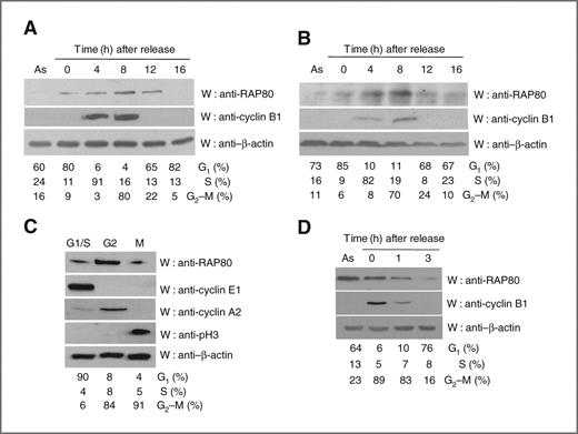 Figure 1. RAP80 stability is regulated during the cell cycle by proteasomal degradation. Changes in levels of RAP80 are dependent on the stage of the cell cycle. HeLa cells (A) and MEFs (B) were synchronized at the G1–S boundary by a double thymidine block, washed, and released. At different time points after release of the cell-cycle block (0, 4, 8, 12, or 16 hours), harvested cell lysates were immunoblotted (W) using the indicated antibodies. “As” indicates asynchronous cells. Cell-cycle distributions were analyzed by flow cytometry, and the results are summarized at the bottom (A and B). C, regulation of RAP80 expression. HeLa cells were synchronized at the G1–S boundary by a double thymidine block. Cells were subsequently washed and allowed to progress through the cell cycle for 12 hours in the presence of 1 μg/mL of nocodazole. Mitotic (M) round cells were collected by shake-off, and the remaining attached cells (G2 phase) were also harvested. Cell lysates were immunoblotted (W) using the indicated antibodies. Cell-cycle distributions were analyzed by flow cytometry, and the results are summarized at the bottom. D, RAP80 degradation in mitotically arrested HeLa cells. HeLa cells were synchronized in mitosis by treatment with nocodazole (1 μg/mL) for 17 hours and released. Cells were harvested for analysis at each respective time point postrelease. Cell lysates were immunoblotted (W) using the indicated antibodies. Cell-cycle distributions were analyzed by flow cytometry, and the results are summarized at the bottom.