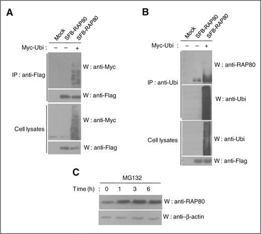 Figure 2. RAP80 is degraded by the ubiquitin-proteasome pathway. A and B, data on RAP80 ubiquitination. HEK 293T cells were cotransfected with SFB-RAP80 plasmid with/without the Myc-ubiquitin expression plasmid (Myc-Ubi). These cells were then treated with the proteasome inhibitor MG132 (10 μmol/L) for 6 hours before harvesting. Cell lysates were then immunoprecipitated (IP) with anti-Flag (A) or anti-ubiquin (Ubi) (B) antibody and subjected to immunoblotting (W) using the indicated antibodies. Cell lysates were immunoblotted (W) using the indicated antibodies. C, Western blot analysis of RAP80 protein levels at specific times following treatment with a proteosome inhibitor. HeLa cell incubated with MG132 (10 μmol/L) at the indicated times (0, 1, 3, or 6 hours) were harvested, and cell lysates were subjected to immunoblotting (W) using the indicated antibodies.