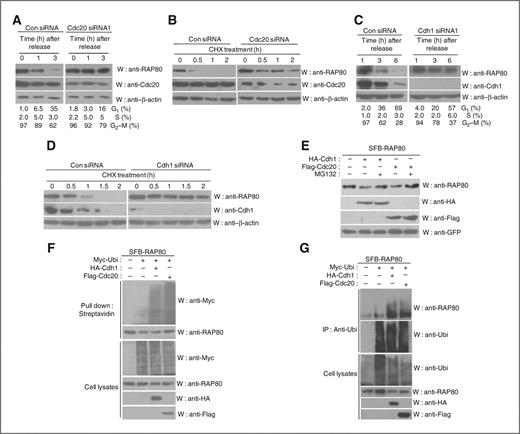 Figure 3. Regulation of RAP80 expression levels during mitosis by the APC/C-proteasome pathway. A, knockdown of Cdc20 protein inhibits the degradation of RAP80 during mitosis. Control (Con) or Cdc20 siRNA-transfected HeLa cells were synchronized in mitosis by treatment with nocodazole (1 μg/mL) for 17 hours and released. At each time point (0, 1, or 3 hours) postrelease, cells were harvested for analysis. Cell lysates were immunoblotted (W) using the indicated antibodies. Cell-cycle distributions were analyzed by flow cytometry, and the results are summarized at the bottom. B, knockdown of Cdc20 decreases RAP80 turnover during mitosis. Control (Con) or Cdc20 siRNA-transfected HeLa cells were synchronized in mitosis by treatment with nocodazole (1 μg/mL) for 17 hours. Cells were washed and released into fresh medium. Cells were then treated with cycloheximide (CHX). At each time point (0, 0.5, 1, or 2 hours) after incubation, cells were harvested for analysis. Cell lysates were immunoblotted (W) using the indicated antibodies. C, Knockdown of Cdh1 protein inhibits the degradation of RAP80 during late mitosis and the G1 phase. Control (Con) or Cdh1 siRNA-transfected HeLa cells were synchronized in mitosis by treatment with nocodazole (1 μg/mL) for 17 hours and released. At each time point (1, 3, or 6 hours) postrelease, the cells exist in the late mitotic phase or G1 phase, respectively, and cells were harvested for analysis. Cell lysates were immunoblotted (W) using the indicated antibodies. Cell-cycle distributions were analyzed by flow cytometry, and the results are summarized at the bottom. D, Control (Con) or Cdh1 siRNA-transfected HeLa cells were synchronized in mitosis by treatment with nocodazole (1 μg/mL) for 17 hours. Cells were washed and released into fresh medium. After incubation for 1 hour (the cells are in late mitosis), cells were then treated with cycloheximide (CHX). At each time point (0, 0.5, 1, 1.5, or 2 hours) after incubation, cells were harvested for analysis. Cell lysates were immunoblotted (W) using the indicated antibodies. E, Cdc20 and Cdh1 reduce ectopic RAP80 expression levels. HEK 293T cells were transfected with SFB-RAP80 plasmid alone and in the presence of Flag-Cdc20 or HA-Cdh1 plasmid at ratios of 1:4 (RAP80 and each ubiquitin ligase). Twenty-four hours after transfection, cells were treated with dimethylsulfoxide or MG132 (10 μmol/L) for 6 hours and harvested. Cell extracts were immunoblotted (W) using the indicated antibodies. F and G, overexpression of Cdc20 or Cdh1 promotes ubiquitination of RAP80 in HEK 293T cells. HEK 293T cells cotransfected with indicated expression plasmids were incubated in the presence of MG132 (10 μ) for 6 hours before harvesting. Cell lysates were then subjected to pull down with streptavidin beads (F) or immunoprecipitated (IP) with antiubiquin antibody (G) and subjected to immunoblotting (W) using the indicated antibodies. Cell lysates were also immunoblotted (W) using the indicated antibodies.