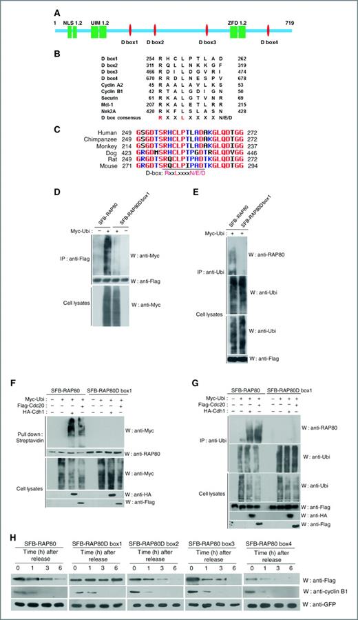 Figure 4. The D box1 is required for degradation and ubiquitination of RAP80. A, domain organization of RAP80. B, alignment of the amino acid regions corresponding to the putative destruction box motifs (D box1-4) in human RAP80 with the D box motifs of human cyclin A2, cyclin B1, securin, Mcl-1, and Nek2A. (X = any amino acid). C, sequence alignment of the RAP80 region containing the putative D box1 in mammalian species. The numbers indicate the region of RAP80 amino acids in each mammalian species. The D box consensus sequence consists of RxxLxxxxN/E/D (x, any amino acid). D and E, RAP80 ubiquitination is dependent on the D box1. HEK 293T cells cotransfected with wild-type RAP80 (SFB-RAP80) or the RAP80Dbox1 deletion mutant (SFB-RAP80Dbox1) expression plasmid with/without Myc-Ubi plasmids were incubated in the presence of MG132 (10 μmol/L) for 6 hours before harvesting. Cell lysates were then subjected to immunoprecipitation (IP) with anti-Flag (D) or anti-ubiquitin (E) antibody and immunoblotting (W) was carried out using the indicated antibodies. Cell lysates were immunoblotted (W) using the indicated antibody. F and G, Cdc20 and Cdh1-mediated RAP80 ubiquitination is dependent on the D box1. HEK 293T cells cotransfected with the indicated expression plasmids were incubated in the presence of MG132 (10 μmol/L) for 6 hours before harvesting. Cell lysates were then subjected to pull down with streptavidin beads (F) or immunoprecipitation (IP) with anti-ubiquin (G) antibody and immunoblotting (W) using the indicated antibodies. Cell lysates were immunoblotted (W) using the indicated antibodies. H, the effect of the RAP80Dbox1 on RAP80 degradation in the mitotic and G1 phases. The SFB-RAP80, SFB-RAP80Dbox1, 2, 3, or 4 plasmid transfected HeLa cells were synchronized in mitosis by treatment with nocodazole (1 μg/mL) for 17 hours and released. At each time point (0, 1, 3, or 6 hours) postrelease, cells were harvested for Western blotting analysis. Cell lysates were immunoblotted (W) using the indicated antibodies. GFP was used to show that the degradation of RAP80 was specific and that the cells were transfected with an equal amount of plasmid. NLS, nuclear localization sequence; UIM, ubiquitin interacting motif; D box, destruction box; and ZFD, zinc finger domain.