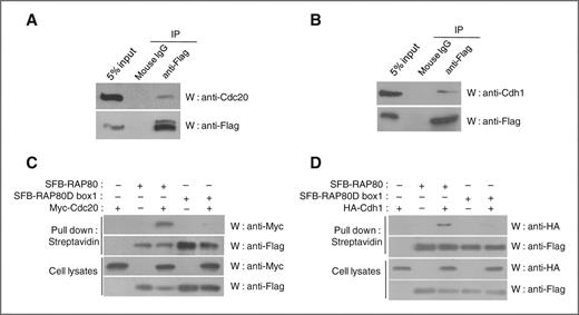 Figure 5. RAP80 binds to Cdc20 and Cdh1. A and B, association between overexpressed Flag-tagged RAP80 and endogenous Cdc20 or Cdh1 proteins. The SFB-RAP80–transfected 293T cells were immunoprecipitated (W) using mouse immunoglobulin G (IgG) or anti-Flag antibody and subjected to Western blotting analysis (W) using the indicated antibodies. The input indicates the amount of added cell lysates. C and D, the RAP80D box1 is important for RAP80 binding to Cdc20 and Cdh1. The indicated plasmid-transfected 293T cells were subjected to pull down using streptavidin beads and Western blotting analysis (W) using the indicated antibodies. Cell lysates were immunoblotted (W) using the indicated antibodies.