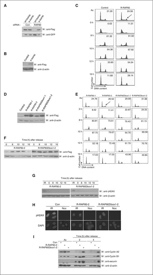 Figure 6. Overexpressed RAP80 causes a delay in mitotic progression. A, construction of the Flag-HA–tagged RAP80 expression plasmid with siRNA resistance (R-RAP80). Wild-type RAP80 or R-RAP80 plasmids were individually transfected into HEK 293T cell lines with control or RAP80 siRNA. The transfected cell lysates were immunoblotted (W) using the indicated antibodies. GFP was used to show that the degradation of RAP80 was specific, and that the cells were transfected with an equal amount of plasmid. B, establishment of HeLa cell lines stably expressing the control or R-RAP80 plasmid. Each stable cell line was immunoblotted (W) using the indicated antibodies. C, overexpressed RAP80 causes a delay in mitotic progression. The stable cell lines expressing control or R-RAP80 plasmid were transfected with RAP80 siRNA, and cells were synchronized by a double thymidine block and released. Cells were harvested for flow cytometry analysis after release of the cell-cycle block at different time points (0, 8, 10, 12, or 16 hours). The arrow indicates the G2–M population in the HeLa cell line stably expressing control or R-RAP80. The number indicates the percentage of the G2–M population. “As” indicates asynchronous cells. D, establishment of HeLa cell lines stably expressing the R-RAP80 or R-RAP80Dbox1 plasmid. Two different RAP80 stable cell lines (R-RAP80-1 or -2) or 2 different R-RAP80Dbox1 stable cell lines (R-RAP80Dbox1-1 or -2) were immunoblotted (W) using the indicated antibodies. E, Nondegradable RAP80Dbox1 deletion mutants cause a delay in mitotic progression. The stable cell lines expressing R-RAP80 or R-RAP80Dbox1 were transfected with RAP80 siRNA, and cells were synchronized by a double thymidine block and released. Cells were harvested for flow cytometry analysis after release of the cell-cycle block at different time points (0, 8, 10, 12, or 16 hours). The arrow indicates the G2–M population in the HeLa cell line stably expressing R-RAP80 or R-RAP80Dbox1. The number indicates the percentage of G2–M population. “As” indicates asynchronous cells. F, the stable cell lines expressing R-RAP80-2 or R-RAP80Dbox1-2 were synchronized by a double thymidine block and released. Cells were harvested for Western blotting analysis after release of the cell-cycle block at different time points (0, 8, 10, 12, or 16 hours). Cell lysates were immunoblotted (W) using the indicated antibodies. G, overexpression of wild type or RAP80Dbox1 deletion mutant does not induce DNA damage throughout cell cycle. R-RAP80-2 or R-RAP80Dbox1-2 cells were synchronized at G1–S by a double thymidine block and released into the cell cycle. At different time points after the release from double thymidine block, the amount of γ-H2AX was determined on Western blots. H, exposure to nocodazole does not induce DNA damage. Control (Con) RAP80-2 or R-RAP80Dbox1-2 cells were either irradiated (10 Gy) or treated with 1 μg/mL of nocodazole for 16 hours, and the cells were processed for immunofluorescence assay using the antibody specific for the γ-H2AX. I, overexpression of wild type or RAP80Dbox1 deletion mutant blocks the degradation of securin, cyclin A2, and cyclin B1 during mitosis. R-RAP80-2 or R-RAP80Dbox1-2 cells were synchronized at prometaphase by treatment with nocodazole (1 μg/mL) for 17 hours. Cells were washed and released into fresh medium. At each time point (2 or 4 hours) after incubation, cells were harvested for analysis. Cell lysates were immunoblotted (W) using the indicated antibodies. “As” indicates asynchronous cells.