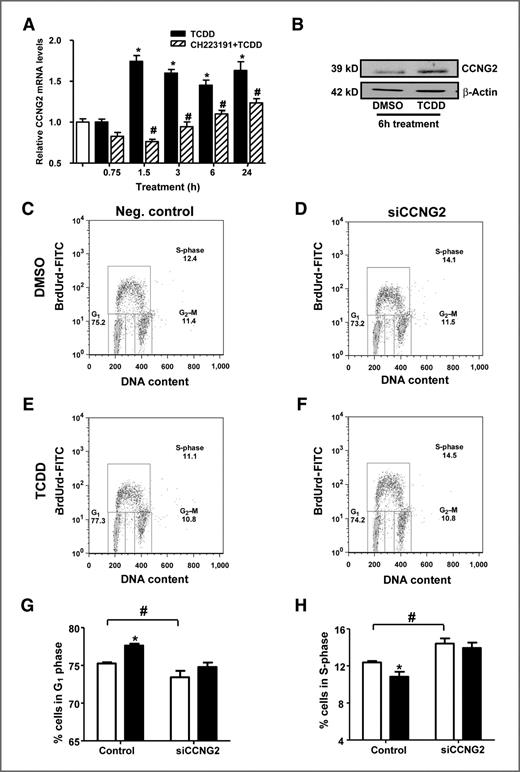 Figure 1. TCDD-dependent regulation of CCNG2. A, time course analysis of the TCDD-dependent gene regulation of CCNG2. T-47D breast cancer cells were treated (10 nmol/L TCDD or pretreatment for 1 hour with 1 μmol/L CH223191) for the indicated time period and RNA was isolated and reverse-transcribed. Changes in mRNA expression levels were then determined using quantitative PCR. Data were normalized against time-matched DMSO and to ribosomal 18S levels. Each error bar represents the SEM of 3 independent replicates. *, statistical significance compared with time-matched DMSO; #, statistical significance compared with time-matched TCDD treatment (P < 0.05, one-way ANOVA). B, Western blot analysis of CCNG2 protein levels. T-47D cells were treated with DMSO or 10 nmol/L TCDD. Cell extracts were probed with rabbit antibody against CCNG2. β-Actin was used as loading control. C–F, cell-cycle analysis of T-47D cells transiently transfected with universal negative (neg.) control or siCCNG2 were exposed to DMSO or 10 nmol/L TCDD for 48 hours and harvested for FACS analysis. Cells were pulsed with 10 μg/mL of BrdUrd before being collected. For each treatment, BrdUrd-PI bivariate plot with numbers corresponding to the percentage of cells in G1, S, and G2–M phases of the cell cycle were generated. Data shown (A–F) are representative graphs of 3 experiments. The data presented in (G and H) are compiled data from 3 independent experiments and indicate the percentage of cells in each phase of the cell cycle. *, statistical significance compared with RNAi-matched DMSO treatment cells; #, statistical significance compared with negative control DMSO treatment (P < 0.05, one-way ANOVA).