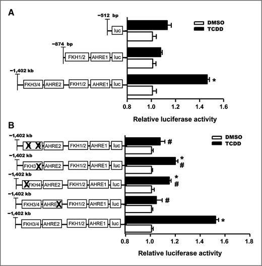 Figure 4. AHR mediates the TCDD-dependent regulation of CCNG2. A, deletion fragments of pGL4-CCNG2 were tested to deduce the functional significance of AHRE1 and AHRE2. Two hundred nanograms of each vector was transfected in T-47D cells and luminescence was measured following a 24-hour 10 nmol/L TCDD treatment. B, site-directed mutagenesis of AHRE2 as well as to the FKH recognition sites was generated in pGL4-CCNG2. T47-D cells were transfected with 200 ng of the single and double response element mutants and treated with either DMSO or 10 nmol/L TCDD for 24 hours. Results represent the mean of 3 independent replicates. *, luciferase (luc) activity that was statistically different compared with DMSO pGL4-CCNG2 control; #, luciferase activity statistically different compared with TCDD pGL4-CCNG2 (P < 0.05, one-way ANOVA).