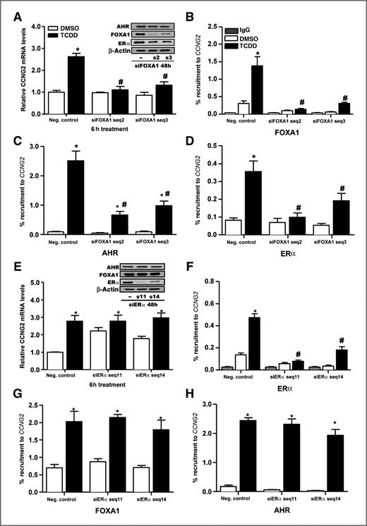 Figure 5. FOXA1, but not ERα, is essential for the TCDD-dependent recruitment of AHR to CCNG2. A, gene expression profiles were completed on T-47D cells transfected for 48 hours with siRNA and then treated for 6 hours with TCDD. RNA was isolated and reverse-transcribed. mRNA expression was then determined using qPCR. Data were normalized against time-matched DMSO and to ribosomal 18S levels. Data represent the mean of 3 independent replicates and # is compared with TCDD negative (neg.) control (P < 0.05, one-way ANOVA). Inset, analysis of FOXA1 knockdown in T-47D cells after 48 hours. Cell extracts were probed with rabbit antibody against AHR, ERα, and FOXA1. β-Actin was used as loading control. Recruitment of FOXA1 (B), AHR (C), and ERα (D) following siRNA-mediated knockdown of FOXA1 using the ChIP assay. Briefly, T-47D cells were transfected for 48 hours with siRNA and then treated for 45 minutes with TCDD and immunoprecipitated using the antibodies indicated. The immunoprecipitated DNA was measured by qPCR with primers targeting the enhancer region (relative to 100% total input). Each graph represents the mean of 3 independent replicates with * indicating statistically significant differences compared with DMSO negative control whereas the # indicates statistically significant differences compared with TCDD negative control (P < 0.05, one-way ANOVA). E, CCNG2 mRNA expression levels were completed on T-47D cells transfected for 48 hours with siERα and then treated for 6 hours with TCDD. Data represent the mean of 3 independent replicates and the * are compared with DMSO negative control (P < 0.05, one-way ANOVA). Inset, analysis of ERα knockdown in T-47D cells after 48 hours. Cell extracts were probed with rabbit antibody against AHR, ERα, and FOXA1. β-Actin was used as loading control. Recruitment of ERα (F), FOXA1 (G), and AHR (H) was determined following RNAi-mediated knockdown of ERα using ChIP assays. Each graph represents the mean of 3 independent replicates with the * indicating statistically significant differences compared with DMSO negative control (P < 0.05, one-way ANOVA).