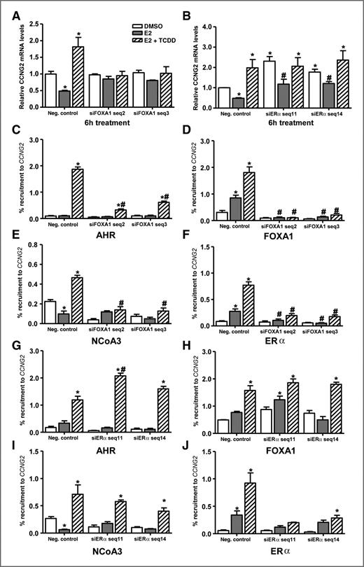 Figure 7. AHR can overcome the ERα-dependent negative (neg.) regulation of CCNG2. CCNG2 mRNA expression levels were determined from T-47D cells transfected for 48 hours with siFOXA1 (A) or siERα (B) and then treated for 6 hours with 10 nmol/L E2 or 10 nmol/L E2 + 10 nmol/L TCDD. RNA was isolated and reverse-transcribed, and mRNA expression levels were determined using qPCR. Data were normalized against time-matched DMSO and to ribosomal 18S levels. Data represent the mean of 3 independent replicates with the * representing statistically significant differences compared with DMSO and the # represents statistically significant differences compared with treatment-matched samples (P < 0.05, one-way ANOVA). Cells were treated with 10 nmol/L E2 or 10 nmol/L E2 + 10 nmol/L TCDD for 45 minutes and the recruitment of AHR (C), FOXA1 (D), NCoA3 (E), and ERα (F) was determined 48 hours post-siFOXA1 transfection using ChIP assays and qPCR. Similar experiments were also carried out 48 hours after siERα transfection using antibodies against AHR (G), FOXA1 (H), NCoA3 (I), and ERα (J).