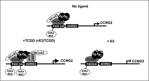 Figure 8. Proposed mechanism for the FOXA1- and AHR-dependent regulation of CCNG2. In the absence of ligand, FOXA1 is bound to the FKH recognition sites in the enhancer region of CCNG2. ERα and NCoA3 occupy the upstream regulatory region of CCNG2. Treatment with E2 reduces the constitutive NCoA3 but increases E2-bound ERα occupancy at CCNG2 resulting in transcriptional repression as previously described (21). However, upon TCDD or E2+TCDD treatment, FOXA1 binding is increased facilitating the recruitment of AHR and increased recruitment of NCoA3 leading to transcriptional activation of CCNG2. FOXA1 mediates these effects through direct interactions with AHR. The relative transcriptional activity of CCNG2 is represented by the magnitude of the arrow.