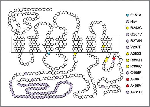 Figure 1. Schematic structure of the cholecystokinin B receptor (CCK2R). Each amino acid is shown as a white dot; amino acid residues/regions that are mutated in cancer are shown as lavender dots (published; see Supplementary Table S1 for references), or yellow and red dots (unpublished). E151A (blue dot) is a synthetic constitutively active published mutation (see Supplementary Table S1 for references). The transmembrane domains are boxed.
