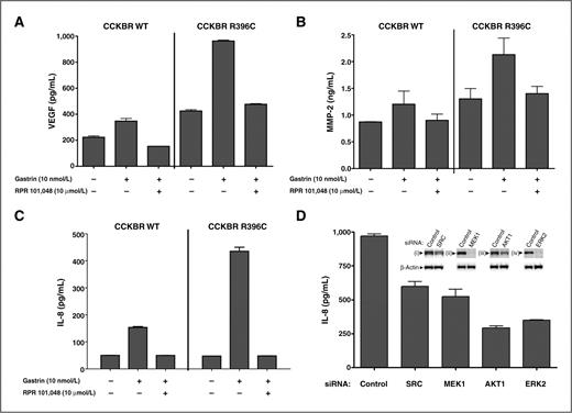 Figure 6. CCK2R R396C increases secretion of angiogenic factors. A, HEK293 CCK2R WT or R396C stable clones were plated in DMEM containing 5% FBS and pretreated with dimethyl sulfoxide (DMSO), or the CCK2R antagonist RPR 101,048 (10 μmol/L) for 15 minutes. Following pretreatment, cells were stimulated with vehicle or 100 nmol/L gastrin for 48 hours. Media were collected and analyzed for VEGF content by ELISA as described in Materials and Methods. B, HEK293 CCK2R WT and R396C stable clones were treated as in (A), except 10 nmol/L gastrin was used. Media were collected 72 hours after treatment and analyzed for MMP-2 content by ELISA as described in Materials and Methods. C, HEK293 CCK2R WT and R396C cells were treated as in (A), except 10 nmol/L gastrin was used. Media were collected 48 hours after treatment and analyzed for IL-8 content by ELISA as described in Materials and Methods. D, HEK293 CCK2R R396C stables were transfected with control siRNA or siRNA directed against SRC, MEK1, AKT1, or ERK2 in the presence of 10 nmol/L gastrin. Seventy-two hours after transfection, media were collected and analyzed for IL-8 content by ELISA, and cells were lysed and immunoblotted for (i) Src, (ii) MEK1, (iii) AKT1, (iv) ERK2, and β-actin expression (inset) as described in Materials and Methods.