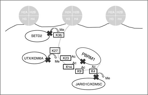 Figure 1. A number of histone-modifying genes are mutated in RCC. These include the H3K36 trimethylase SETD2, the H3K27 demethylase UTX/KDM6A, the H3K4 demethylase JARID1C/KDM5C, and the SWI/SNF complex component PBRM1, shown in this cartoon to represent their relative activities on histone H3.
