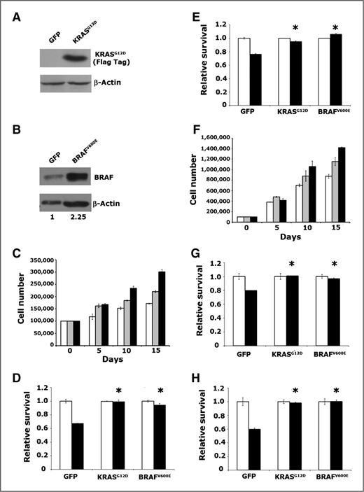 Figure 1. KRASG12D and BRAFV600E enhance proliferation and survival in PDECs. A, immunoblot confirming expression of ectopic Flag epitope-tagged KRASG12D in Ink4a/Arf, Trp53 null PDECs infected with RCAS-KRASG12D. β-Actin is used as a loading control. B, immunoblot confirming elevated expression of BRAF in Ink4a/Arf, Trp53 null PDECs infected with RCAS-BRAFV600E. β-Actin is used as a loading control. Numbers represent relative BRAF/β-actin levels in RCAS-BRAFV600E-infected cells relative to RCAS-GFP infected controls. C, cell numbers of tumor suppressor wild-type PDECs expressing KRASG12D (black bars), BRAFV600E (gray bars), or GFP (white bars) at indicated time points after plating. Results are representative of at least 2 experiments. D and E, viability of tumor suppressor wild-type PDECs expressing KRASG12D, BRAFV600E, or GFP treated with 100 μmol/L cycloheximide (D) or UV irradiation (E). White bars vehicle-treated (or untreated) cells; black bars cycloheximide- or UV-treated cells. Values are normalized such that viability of untreated cells is 1. Results are representative of at least 2 experiments. *, P < 0.01 compared with GFP expressing controls. F, cell numbers of Ink4a/Arf, Trp53 null PDECs expressing KRASG12D (black bars), BRAFV600E (gray bars), or GFP (white bars) at indicated time points after plating. Results are representative of at least 2 experiments. G, viability of Ink4a/Arf, Trp53 double null PDECs expressing KRASG12D, BRAFV600E, or GFP, treated with 100 μmol/L cycloheximide, as measured by trypan blue exclusion. *, P < 0.01 compared with GFP expressing controls. H, viability of Ink4a/Arf null PDECs expressing KRASG12D, BRAFV600E, or GFP following UV irradiation. White bars vehicle-treated (or untreated) cells; black bars cycloheximide- or UV-treated cells. Values are normalized such that viability of untreated cells is 1. Results are representative of at least 2 experiments. *, P < 0.01 compared with GFP expressing controls. All error bars, SD.