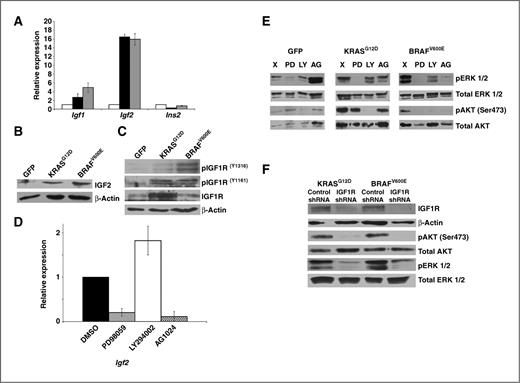 Figure 3. AKT phosphorylation in KRASG12D- and BRAFV600E-expressing PDECs depends on signaling through IGF1R. A, qRT-PCR measurement of Igf2 mRNA in KRASG12D-, BRAFV600E-, and GFP-expressing Ink4a/Arf, Trp53 null PDECs (black, gray, and white bars, respectively). β-Actin is used as an endogenous control. Ligand expression in GFP-expressing cells is normalized to 1. B, immunoblot analysis of IGF2 levels in serum-starved KRASG12D-, BRAFV600E-, and GFP-expressing Ink4a/Arf, Trp53 null PDECs. β-Actin is used as a loading control. C, immunoblot analysis of IGF1R phosphorylation in serum-starved KRASG12D-, BRAFV600E-, and GFP-expressing Ink4a/Arf, Trp53 null PDECs. Total IGF1R levels are also shown. β-Actin is used as a loading control. D, qRT-PCR measurement of Igf2 mRNA in serum starved KRASG12D-expressing Ink4a/Arf, Trp53 null PDECs treated with PD98059, LY294002, and AG1024. β-Actin is used as an endogenous control. E, immunoblot analysis of ERK (Thr202/Tyr204) and AKT (ser473) phosphorylation in serum-starved KRASG12D-, BRAFV600E-, and GFP-expressing Ink4a/Arf, Trp53 null PDECs treated with PD98059, LY294002, and AG1024. F, immunoblot analysis of ERK (Thr202/Tyr204) and AKT (ser473) phosphorylation, as well as IGF1R expression in serum-starved KRASG12D-, BRAFV600E-, and GFP-expressing Ink4a/Arf, Trp53 null PDECs expressing an IGF1R-targeting shRNA. All error bars, SD; DMSO, dimethyl sulfoxide.