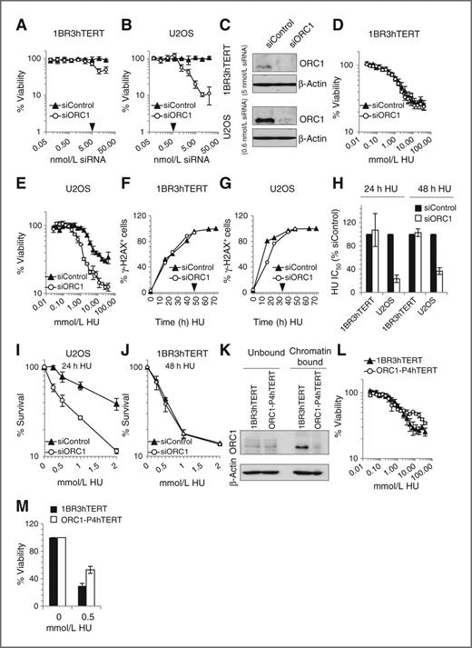 Figure 1. siORC1 impairs recovery of U2OS but not 1BR3hTERT cells from hydroxyurea. 1BR3hTERT (A) or U2OS (B) cells were transfected with siControl or siORC1 oligonucleotides (0.1–20 nmol/L), and viability assessed 7 days later. Results represent mean ± SD from triplicate samples. Black arrows indicate the oligonucleotide concentration subsequently used. C, 1BR3hTERT and U2OS cells were transfected with 5 or 0.6 nmol/L siORC1, respectively. ORC1 protein levels were assessed by immunoblotting 48 hours later. β-actin was a loading control. D and E, 1BR3hTERT and U2OS cells were transfected with siRNA for 48 hours and treated with hydroxyurea (HU; 0.03–40 mmol/L) for 24 hours. Viability was assessed for 4 days following hydroxyurea removal. F and G, 1BR3hTERT and U2OS cells transfected with siRNA as described were treated with 2 mmol/L hydroxyurea for indicated times and hydroxyurea -induced S-phase damage was assessed by immunofluorescence labelling of γ-H2AX. Nuclei containing bright γ-H2AX pan-nuclear staining were scored as γ-H2AX+. Black arrows indicate the time of hydroxyurea treatment required to obtain 100% γ-H2AX+ cells. H, viability was assessed after transfection with siRNA and treatment with hydroxyurea for 24 or 48 hours as in (D and E). Hydroxyurea IC50 values were estimated from the viability graphs. I, U2OS cells were treated with siRNA as described above and then with hydroxyurea (0.05–2 mmol/L) for 24 hours. clonogenic survival was estimated at 10 days following hydroxyurea removal. J, as in (I), except 1BR3hTERT cells were treated with hydroxyurea for 48 hours and clonogenic survival was estimated 21 days following hydroxyurea removal. Additional controls are shown in Supplementary Fig. S1. K, ORC1 protein levels were assessed in chromatin-bound and unbound fractions in 1BR3hTERT and ORC1-P4hTERT by immunoblotting. L, 1BR3hTERT or ORC1-P4hTERT were treated with hydroxyurea (0.03–40 mmol/L) for 24 hours. Viability was assessed 4 days after hydroxyurea removal. M, 1BR3hTERT or ORC1-P4hTERT cells were treated with 0.5 mmol/L hydroxyurea for 48 or 72 hours, respectively. Viability was assessed as above.