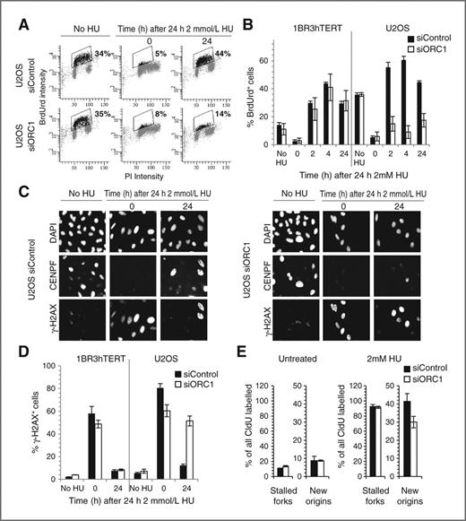 Figure 2. siORC1 impairs recovery of replication following hydroxyurea and reduces hydroxyurea -induced new origin firing in U2OS. A and B, 1BR3hTERT and U2OS cells were transfected with siRNA oligonucleotides (5 or 0.6 nmol/L, respectively). 48 hours later, 2 mmol/L hydroxyurea was added for 24 hours and cells were grown for times shown. BrdUrd was added 30 minutes before processing by FACS. The fraction of replicating (BrdUrd+) cells was determined. A, representative FACS analysis. Boxed regions containing black data points indicate BrdUrd+ cells; numbers represent BrdUrd+ cell fraction. Supplementary Fig. S2A shows additional analyses. B, quantification from 3 experiments using 1BR3hTERT or U2OS cells. C, representative immunofluorescence images showing DAPI (DNA), CENPF (cell-cycle phase), or γ-H2AX (DNA damage) in U20S cells treated as in (A and B). Representative merged channel images are shown in Supplementary Fig. S2B. D, nuclei containing bright γ-H2AX pan-nuclear staining were scored as γ-H2AX+. Figure shows the fraction of γ-H2AX+ cells. E, 48 hours following transfection of U2OS cells with 0.6 nmol/L siControl or siORC1, cells were pulse labeled with CldU, treated with 2 mmol/L hydroxyurea for 24 hours and released (or untreated), and pulse labeled with IdU for 1 hour. The number of structures representing fork stalling and new origin firing was normalized to the number of CldU+ replication tracks. The experimental design and representative images are shown in Supplementary Fig. S2C and S2D. Results represent the mean and SD of more than 2 experiments (0 mmol/L hydroxyurea n = 2, 2 mmol/L hydroxyurea n = 3).