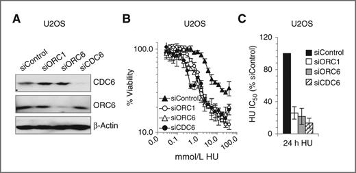 Figure 3. Depletion of additional origin licensing components in U20S enhances hydroxyurea sensitivity. U2OS cells were transfected with 0.6 nmol/L siRNA for 48 hours. A, immunoblotting using α-ORC6 and α-CDC6. B, viability was assessed as in Fig. 1D and E. C, estimated IC50 values.