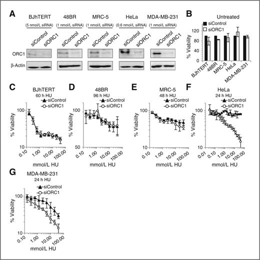 Figure 4. siORC1 enhances hydroxyurea sensitivity of additional tumor-derived cell lines (HeLa and MDA-MB-231) but does not affect nontumor cells (BJhTERT, 48BR, and MRC5). A–G, BJhTERT and were transfected with 5 nmol/L, 48BR, MRC-5, and MDA-MB-231 with 1 nmol/L, and HeLa with 0.6 nmol/L siRNA oligonucleotides. A, ORC1 protein was assessed by immunoblotting 48 hours later. B, viability was assessed 7 days later. Analyses using different siORC1 oligonucleotide concentrations are shown in Supplementary Fig. S4. C–G, viability was assessed as in Fig. 1D and E using indicated hydroxyurea treatment times to achieve complete hydroxyurea -induced S-phase arrest (Supplementary Fig. S5A–S5E).