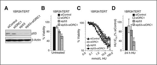 Figure 6. p53 depletion enhances sensitivity of 1BR3hTERT to hydroxyurea. A–D, 1BR3hTERT was transfected with 5 nmol/L siControl, siORC1, sip53 or a combination of siORC1+sip53. A, 48 hours later, p53 levels were assessed by immunoblotting. B, viability was assessed 7 days after siRNA transfection as in Fig. 1A and B. C and D, viability was assessed in hydroxyurea -treated siRNA-transfected cells as in Fig. 1D and E. C, representative viability curves. D, estimated IC50 values.