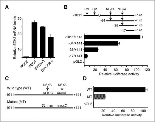 Figure 1. EZH2 is upregulated at the transcriptional level, and 2 CCAAT sites within proximal region of the human EZH2 gene promoter are critical for its transcriptional activation in EOC cells. A, EZH2 mRNA level was determined by qRT-PCR in normal HOSE cells and indicated EOC cell lines. Mean of 3 independent experiments with SD. B, SKOV3 EOC cells were transfected with a luciferase reporter driven by the indicated proximal promoter fragment of the human EZH2 gene. Twelve hours posttransfection, luciferase reporter activity was determined. A luminescent β-gal reporter (Clontech) was used to normalize the transfection efficacy. Mean of 3 independent experiments with SD. C, two CCAAT sites in proximal region of the human EZH2 gene promoter were mutated to CCAAC, which is known to be sufficient to inhibit the binding of the CCAAT-binding transcription factor, NF-Y (36). Note that the first CCAAT site is inverted. D, luciferase activity of wild-type EZH2 (WT) gene promoter compared with CCAAT sites mutated EZH2 (MT) gene promoter as diagramed in (C). Mean of 3 independent experiments with SD.