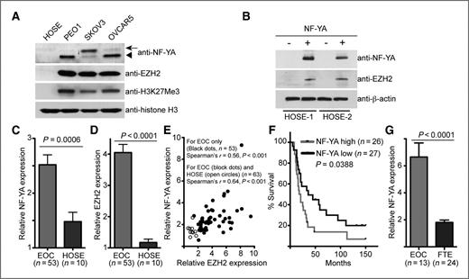 Figure 2. NF-YA expression positively correlates with EZH2 expression in human EOC cells, and a high level of NF-YA predicts shorter overall survival in patients with EOCs. A, expression of NF-YA, EZH2, H3K27Me3, and histone H3 in indicated human EOC cell lines and normal HOSE cells determined by immunoblotting. Note that the arrow points to the long NF-YA isoform and the arrowhead points to the short NF-YA isoform. B, normal HOSE cells were infected with a lentivirus encoding NF-YA or control. Drug-selected cells were examined for expression of NF-YA, EZH2, and β-actin by immunoblotting. C, NF-YA is expressed at higher levels in human EOCs than in normal HOSE cells. Relative expression of NF-YA mRNA in LCM high-grade serous EOC (n = 53) and normal HOSE cells (n = 10). D, same as (C) but for expression of EZH2 mRNA. E, NF-YA expression positively correlates with EZH2 expression. Correlation between expression of NF-YA and EZH2 was determined by Spearman statistical analysis. F, high NF-YA expression predicts a shorter overall survival in patients with EOCs. Kaplan–Meier survival curve for patients with EOCs with low or high NF-YA expression. G, NF-YA is expressed at higher levels in human EOCs than in primary nonmalignant human fallopian tube epithelial (FTE) cells. Relative expression of NF-YA mRNA in high-grade serous EOC (n = 13) and LCM primary nonmalignant FTE cells (n = 24).