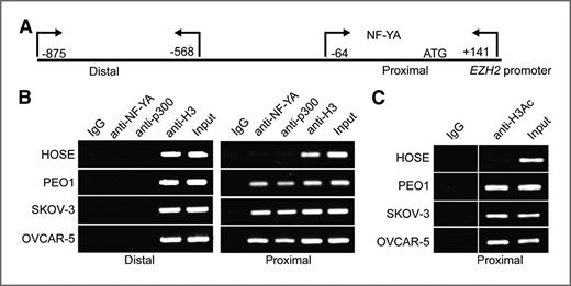 Figure 3. The association of NF-YA and its co-activator p300 with the human EZH2 gene promoter is enhanced in human EOC cells compared with normal HOSE cells. A, diagram of the human EZH2 gene promoter with indicated positions of primers used for proximal (−64/+141) and distal (−875/−568) regions of the human EZH2 gene promoter in ChIP analysis. B, normal HOSE cells or indicated EOC cell lines were subjected to ChIP analysis using antibodies specific to NF-YA or p300, respectively. An isotype-matched IgG was used as a negative control, and antibody against core histone H3 was used as a positive control. After ChIP analysis, the distal and proximal regions of the human EZH2 gene promoter were subjected to PCR amplification using primers detailed in materials and methods and as diagramed in (A). C, same as (B) but using an antibody against acetylated histone H3.