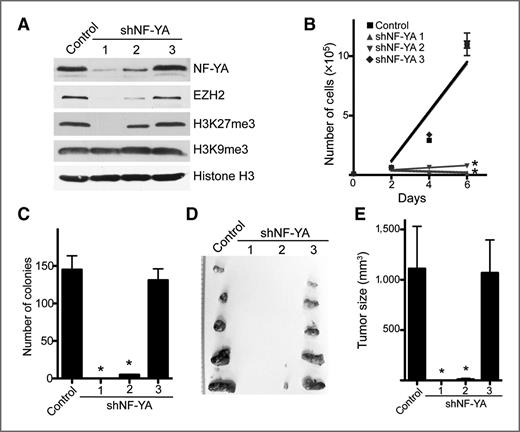 Figure 4. NF-YA knockdown suppresses the expression of EZH2 and inhibits the growth of human EOC cells in vitro and in a xenograft EOC mouse model. A, SKOV3 EOC cells were infected with lentivirus encoding the indicated shNF-YAs or control. Drug-selected cells were examined for expression of NF-YA, EZH2, H3K27Me3, and H3K9Me3 by immunoblotting. Expression of core histone H3 was used as a loading control. B, same as (A), but equal number of drug-selected cells was seeded and counted at indicated time points. *, P < 0.05 compared with either control or shNF-YA #3. Mean of 3 independent experiments with SD and linear regression. C, same as (A), but equal number of drug-selected cells were assayed for anchorage-independent growth in soft agar. Mean of 3 independent experiments with SD. *, P < 0.05 compared with either control or shNF-YA #3. D, same as (A), but equal number of the indicated cells were subcutaneously injected in immunocompromised nude mice (n = 5). Four weeks postinjection, tumors were removed from mice. E, quantification of (D), the size of tumors was measured. Error bars represent SD. *, P < 0.05 compared with either control or shNF-YA #3.