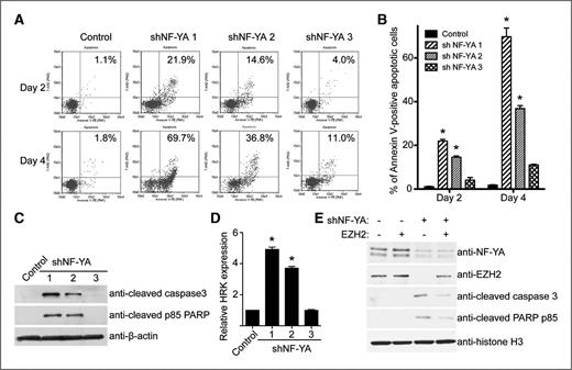 Figure 5. NF-YA knockdown induces apoptosis of human EOC cells. A, SKOV3 EOC cells were infected with lentivirus encoding the indicated shNF-YAs or control. Guava Nexin assay was conducted at the indicated time points. B, quantification of (A). Mean of 3 independent experiments with SD. *, P < 0.05 compared with either control or shNF-YA #3. C, same as (A) but examined for expression of apoptosis markers, cleaved caspase-3, and cleaved PARP p85 by immunoblotting. D, same as (A) but examined for HRK gene expression by qRT-PCR. *, P < 0.05 compared with either control or shNF-YA #3. E, SKOV3 EOC cells were engineered to express a Tet-inducible EZH2. These cells were infected with a lentivirus shNF-YA with or without simultaneous induction of EZH2 expression. Drug-selected cells were examined for expression of NF-YA, EZH2 and indicated apoptosis markers by immunoblotting. Expression of core histone H3 was used a loading control.