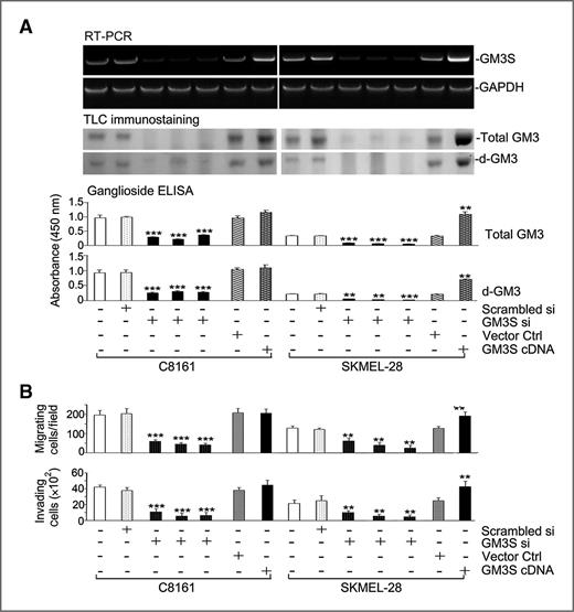 Figure 1. Manipulating GM3S expression predominantly alters the level of deacetylated GM3 (d-GM3) in metastatic melanoma cells. A, rhe expression of GM3S in d-GM3–positive melanoma cells (C8161 and SKMEL-28) was knocked down by 3 siRNAs of GM3S (sequence#1, #2, and #3; Table 1) or increased genetically. The expression of GM3S was examined by RT-PCR, and GM3 variants were detected by TLC immunostaining and ganglioside ELISA. **, P < 0.01; ***, P < 0.001; B, alterations in d-GM3 content influence melanoma cell migration and invasion. All experiments were conducted 3 different times.