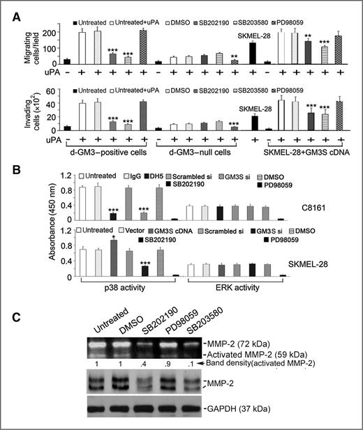 Figure 2. The expression of d-GM3 facilitates melanoma cell migration and invasion by activating p38 MAPK, not ERK. A, cell migration and invasion in d-GM3–positive C8161 cells, d-GM3–null A375P cells, and d-GM3–positive SKMEL-28 cells with overexpressed GM3S were compared by chemotaxis Transwell migration assay and Matrigel invasion assay, respectively. Cells plated on the top chamber were allowed to migrate for 18 hours or invade for 48 hours at 37°C in the presence of 5 μg/mL mitomycin C. Cells that migrated or invaded into the bottom level were collected and counted. Results are presented as mean ± SD from 3 different experiments with triplicate wells per experiment. **, P < 0.01; ***, P < 0.001. All experiments were conducted at least 4 times; B, kinase activity ELISA was conducted to examine the activity of p38 MAPK and ERK in d-GM3–positive C8161 cells and SKMEL-28 cells. In C8161 cells, d-GM3 function was blocked by DH5 antibody or knockdown of GM3S by GM3S shRNA (Santa Cruz Biotechnology) as described in Materials and Methods section. In SKMEL-28 cells, d-GM3 expression was either increased by overexpression of GM3S cDNA or decreased by knockdown of GM3S with its shRNA (Santa Cruz Biotechnology). Small-molecule inhibitors, SB202190 and PD98059, were used as controls for p38 MAPK and ERK. *, P < 0.05; ***, P < 0.001. All experiments were carried out with triplicate wells per condition each time for 3 different times; C, gelatin zymography and immunoblotting were conducted to examine the influence of inhibition of p38 MAPK (SB202190 and SB203580) and ERK (PD98059) on MMP-2 expression and activation in d-GM3–positive C8161 cells. Presented images are the representative images from 3 different experiments. DMSO, dimethyl sulfoxide.