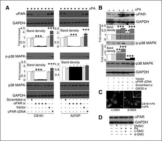 Figure 3. d-GM3 promotes uPAR clustering on the cell surface and activates p38 MAPK. A, uPAR expression in cells was either knocked down by treatment with 4 independent uPAR siRNAs (lanes 3–6) or overexpressed by stable transfection of a human uPAR cDNA. Cells treated with scrambled siRNA or stably transfected with a pcDNA vector were prepared in parallel as controls. uPAR expression was detected by immunoblotting (top row). The effects of uPAR manipulation on p38 MAPK phosphorylation (third row) and p38 MAPK expression (fourth row) were examined by immunoblotting. Equal loading was confirmed by reprobing the membrane of uPAR (second row) and p38 (bottom row) with GAPDH; The changes of uPAR expression and p38 MAPK phosphorylation among different groups were presented as the fold changes of band density in graphs; ***, P < 0.001; B, GM3S was knocked down with 2 siRNAs (sequence#1 and #3, Table 1) in uPAR-overexpressed cells, and the effects of d-GM3 reduction by GM3S knocking down on p38 phosphorylation and activation were determined; The changes of uPAR expression and p38 MAPK phosphorylation among different groups were presented as the fold changes of band density in graphs; **, P < 0.01; ***, P < 0.001; C, gangliosides in C8161 cells were depleted by treatment with P4 as described in the Materials and Methods section, and then purified c-GM3 or d-GM3 was added as described (13). After stimulation with uPA, uPAR localization was detected with anti-uPAR antibody and FITC-conjugated secondary antibody. Cells were counterstained with DAPI. Arrows, uPAR clusters at cell surface; scale bar, 35 μm; inset, higher magnification image; D, uPAR expression in P4-treated cells was examined after addition of purified d-GM3 or c-GM3.