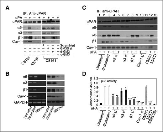 Figure 4. p38 activation requires a d-GM3–dependent membrane molecular complex of uPAR, caveolin-1, and integrin α5β1. A, uPAR was immunoprecipitated from cell lysate with rabbit polyclonal anti-uPAR antibody after cells were treated without or with uPA. The coimmunoprecipitated caveolin-1 (bottom row) and integrin subunits α5 (second row), α3 (third row), and β1 (fourth row) were detected using an aliquot of the immunoprecipitates. Immunoprecipitated uPAR was verified by goat polyclonal anti-uPAR antibody (top row); B, the expression of caveolin-1, integrin subunits α5, α3, and β1 in d-GM3-positive C8161 cells was detected by RT-PCR after treatment with their specific 2 independent siRNAs. Cells treated with scrambled siRNA served as a control, and GAPDH as an internal loading control; C, the effects of knocking down caveolin-1, integrin subunits α5, α3, and β1, and cholesterol depletion (MβCD) on the formation of the uPAR-associated membrane molecular complex were assessed. Immunoprecipitated uPAR, and coimmunoprecipitated caveolin-1, integrin subunits α5, α3, or β1 were detected by immunoblotting; D, the effects of knocking down caveolin-1, integrin subunits α5, α3, and β1 on p38 activity in C8161 cells were examined by kinase activity ELISA. All experiments were carried out at least 3 different times. Cav-1, caveolin-1.