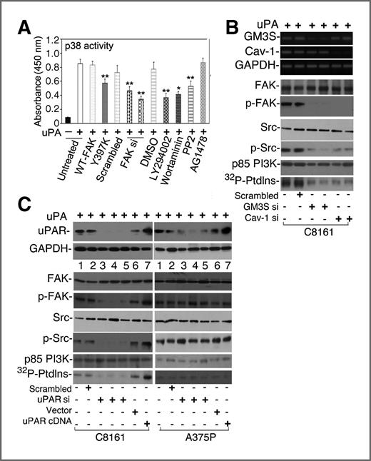 Figure 5. FAK, PI3K, and Src kinase mediate the activation of p38 by d-GM3 and uPAR. A, the effects of FAK, PI3K, Src kinase, and EGFR on p38 MAPK activity in d-GM3–positive C8161 cells were determined by kinase activity ELISA. FAK was either inactivated by overexpression of hemagglutinin-tagged FAK397 site mutation cDNA (Y397K) in a pcDNA vector mutant or knocked down by 2 different FAK siRNA sequences as described in the Materials and Methods section. Cells transfected with hemagglutinin-tagged wild FAK cDNA and scrambled siRNA were used as controls. PI3K, Src kinase, and EGFR were inhibited by small-molecule inhibitors LY294002 and Wortmannin (PI3K), PP2 (Src kinase), or AG1478 (EGFR); B, the effects of reducing d-GM3 through knocking down GM3S and knocking down caveolin-1 with their specific siRNAs on the expression and phosphorylation of FAK, Src, and PI3K were examined by immunoblotting. The expression of GM3S and caveolin-1 after treatment with their specific siRNAs (2 independent siRNA sequences) was detected by RT-PCR. The expression of GAPDH was used as an internal control; C, the effects of uPAR expression on the expression and phosphorylation of FAK, Src, and PI3K were examined by immunoblotting. uPAR was either knocked down with 3 independent siRNA sequences (Table 1) or overexpressed by introducing uPAR cDNA. Untreated cells (lane 1), cells treated with scrambled siRNA (lane 2) and cells transfected with vector only (lane 6) served as controls. The expression of uPAR was examined by immunoblotting with GAPDH as a loading control (top rows).