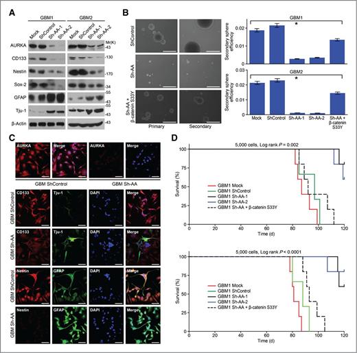 Figure 2. Deprivation of AURKA reduces GIC stemness and tumorigenicity. A, expression of series neural precursor and differentiation markers after stable AURKA silencing in GBM1/2 primary cells was analyzed by Western blot analysis. B, top, photographs of primary and secondary neurosphere formation of primary glioblastoma cells expressing shRNAs for control or AURKA. Scale bar, 100 μmol/l. Bottom, the secondary neurosphere formation efficiency (spheres/cells plated) of the cells. Values are presented as the mean ± SD for triplicate samples, *, P < 0.001. C, dissociated GIC cells expressing shRNA for control or AURKA were plated on coverslips precoated with poly-L-ornithine and fibronectin, and the indicated neural precursor/differentiation markers were examined by immunofluorescence (scale bar, 50 μmol/L). D, 5 × 103 GICs cells were injected intracranially into nude mice. Brains were harvested when the animal was moribund; the remaining animals were killed 120 days after glioma cell injection. Kaplan–Meier curves with univariate analyses (log rank) of nude mice intracranial tumor assays.